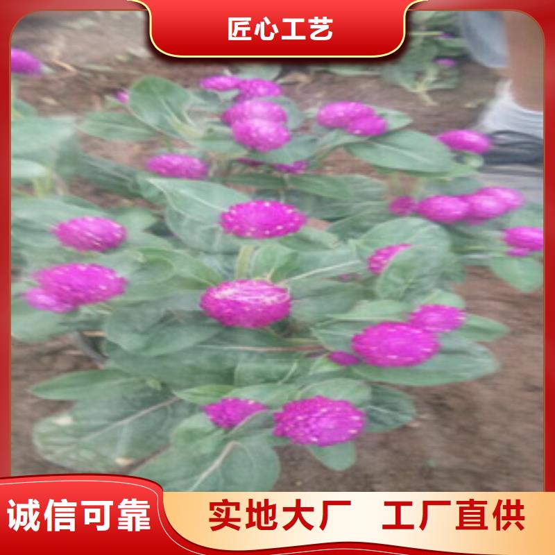 時令草花時令花卉/綠化草花價格品質(zhì)優(yōu)選