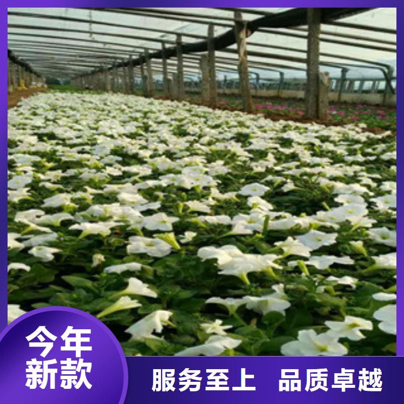 時令草花花海景觀工程支持定制批發(fā)