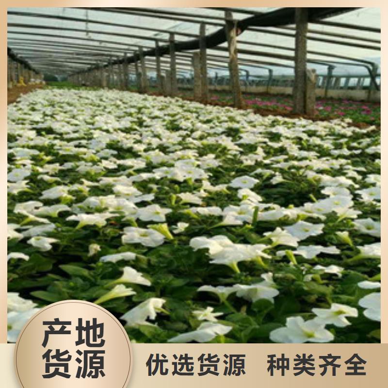 時(shí)令草花_宿根花卉基地大廠家實(shí)力看得見