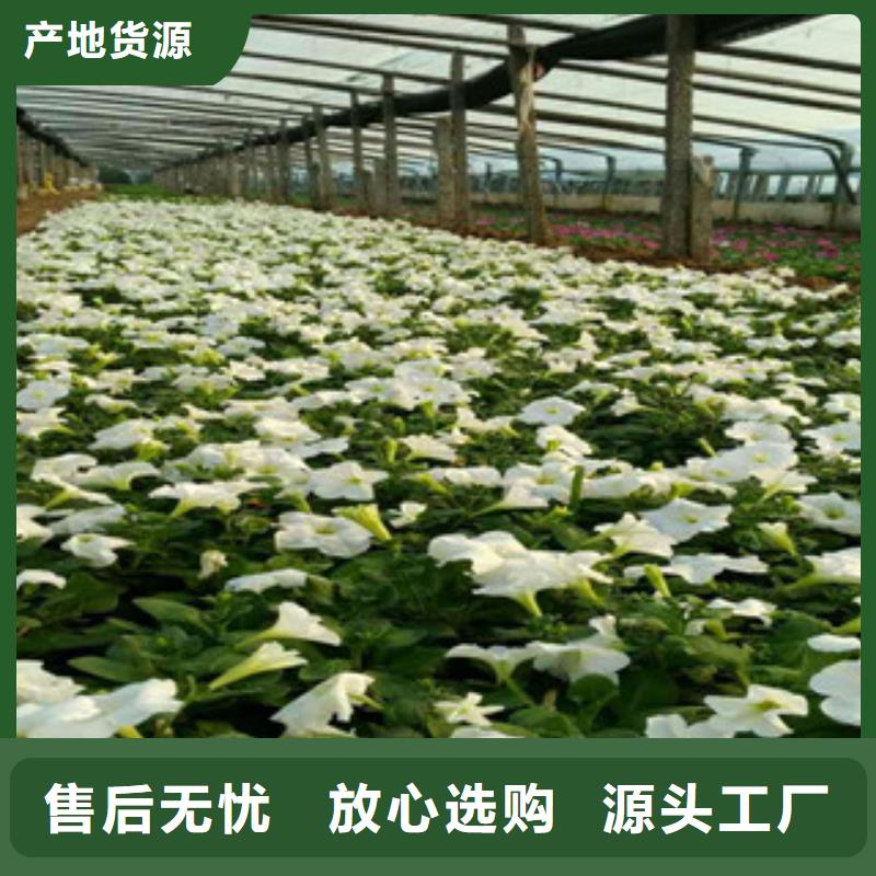 時令草花柳葉馬鞭草/薰衣草海量現(xiàn)貨直銷