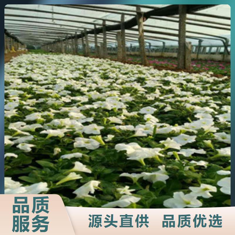 時令草花花海景觀工程支持定制批發(fā)