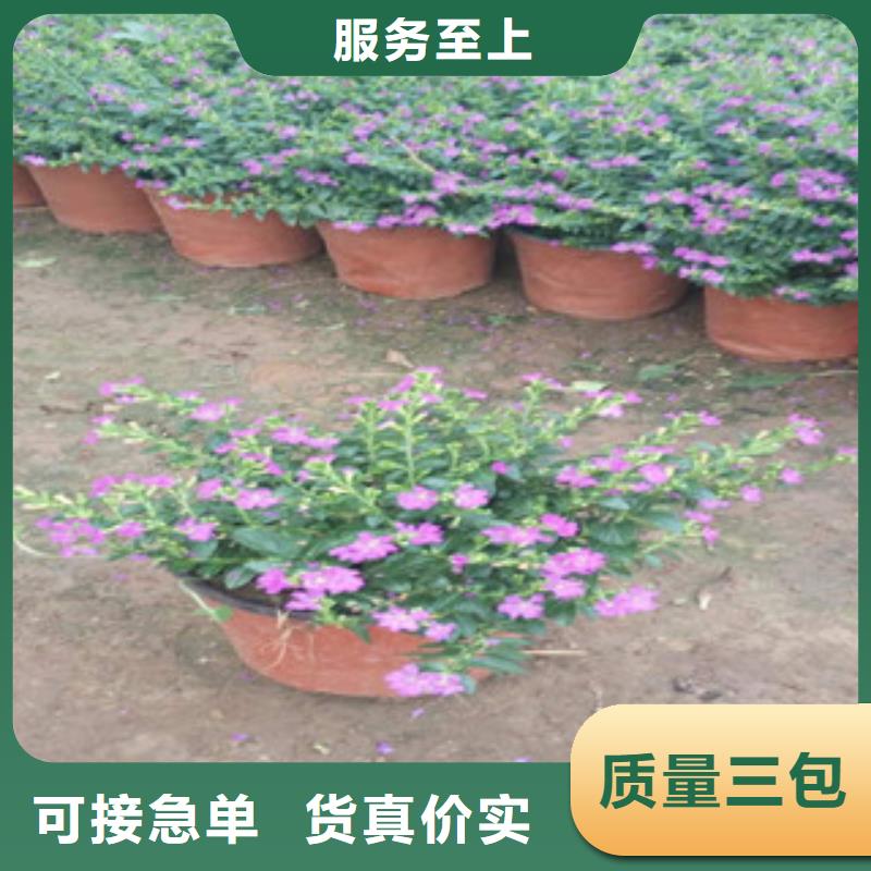 時令草花耐寒耐旱草花基地真正的源頭廠家