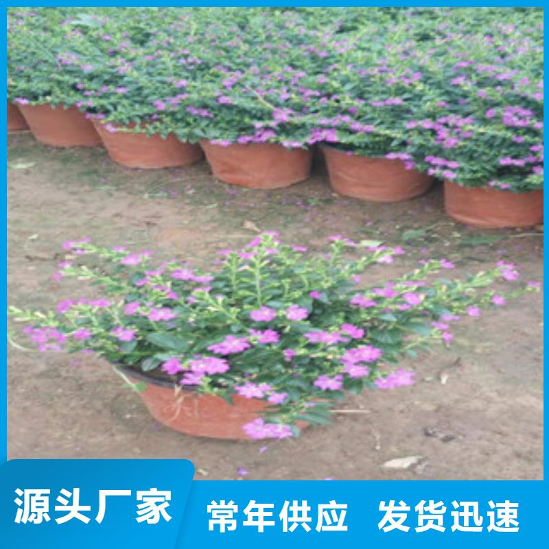 時令草花時令花卉/綠化草花價格品質(zhì)優(yōu)選