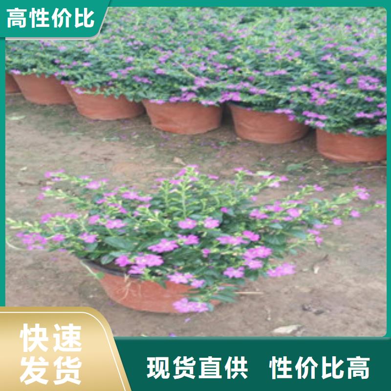 時令草花-柳葉馬鞭草/薰衣草多年行業(yè)積累