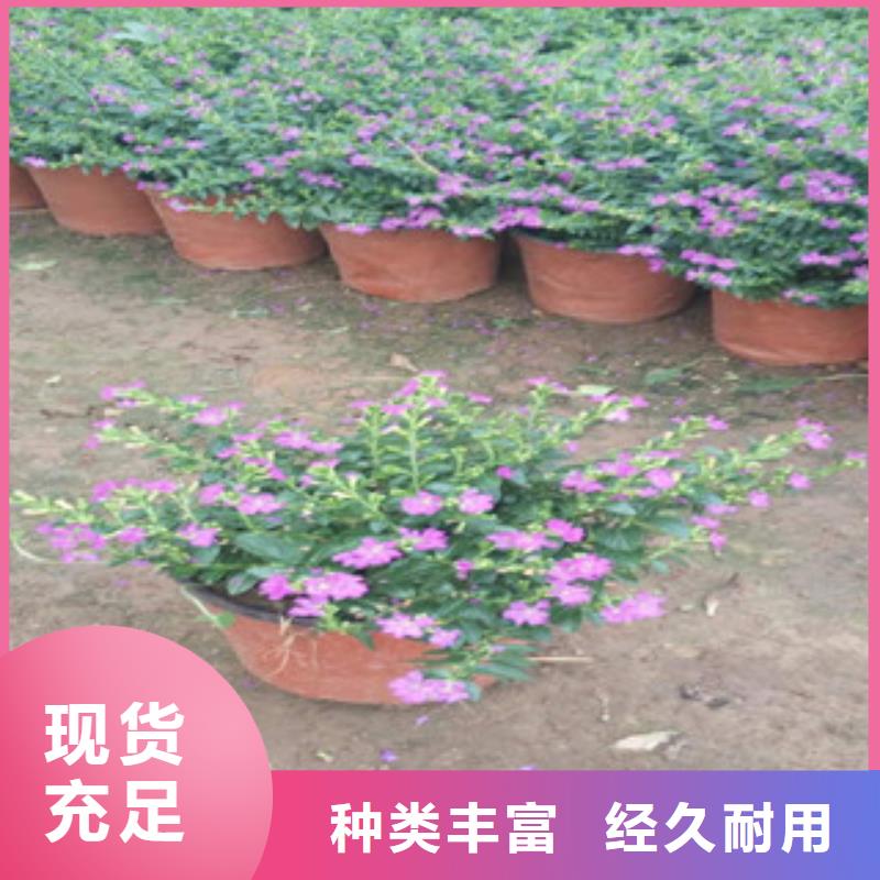 時令草花花海景觀工程支持定制批發(fā)