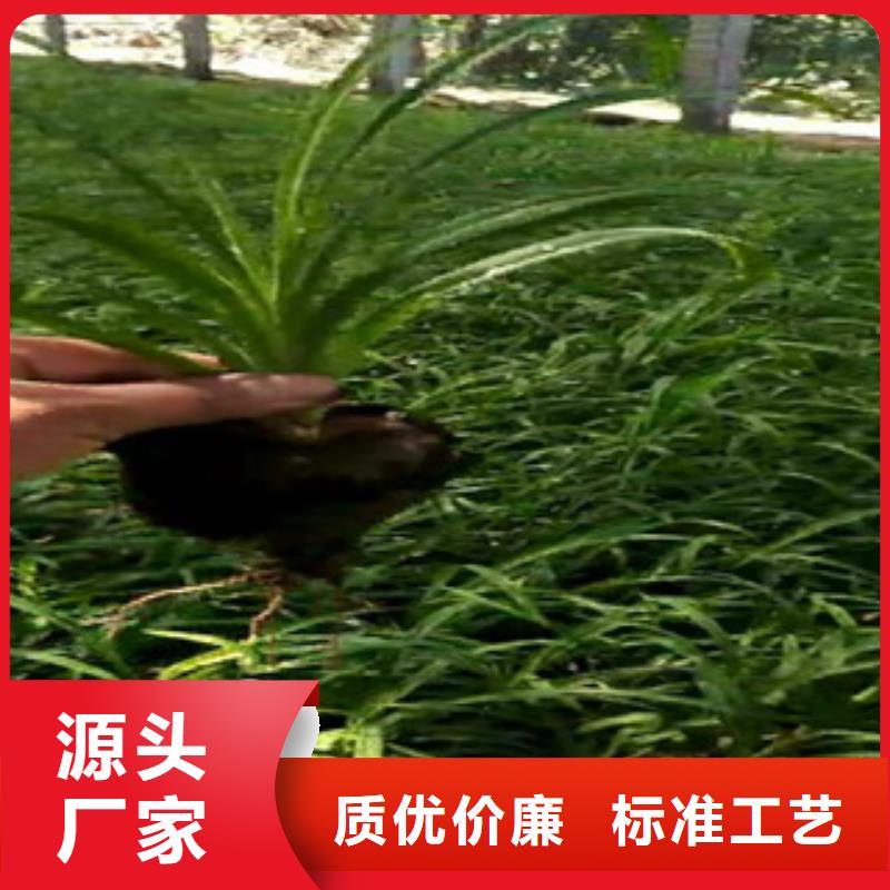 時令草花-柳葉馬鞭草/薰衣草多年行業(yè)積累