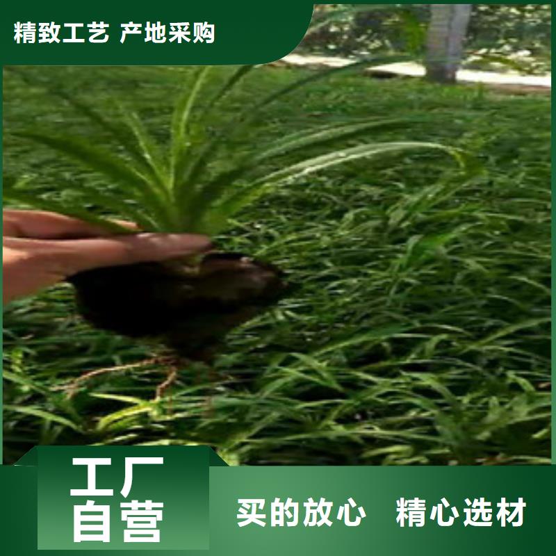 時令草花花海景觀工程支持定制批發(fā)