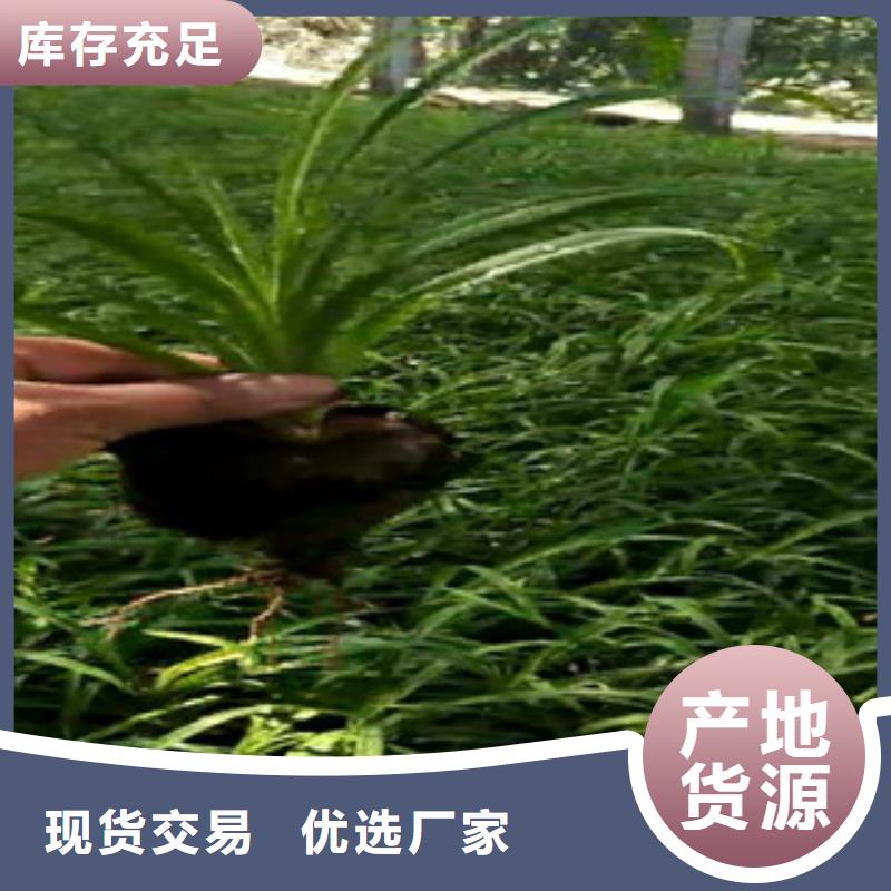 時(shí)令草花_宿根花卉基地大廠家實(shí)力看得見