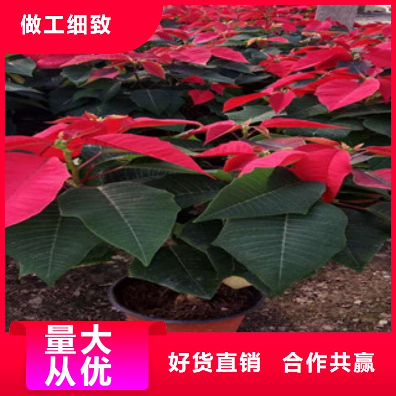 時令草花花海景觀工程支持定制批發(fā)