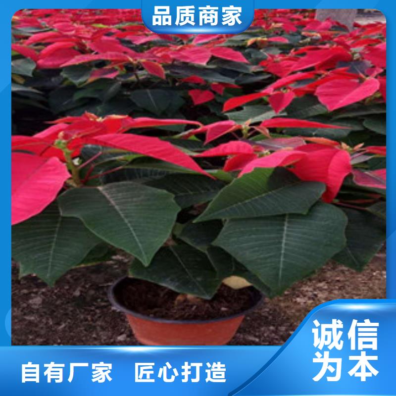 時(shí)令草花_宿根花卉基地大廠家實(shí)力看得見