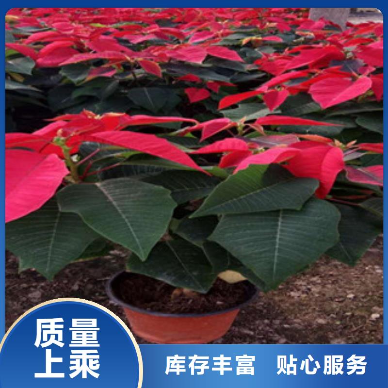 時令草花-柳葉馬鞭草/薰衣草多年行業(yè)積累