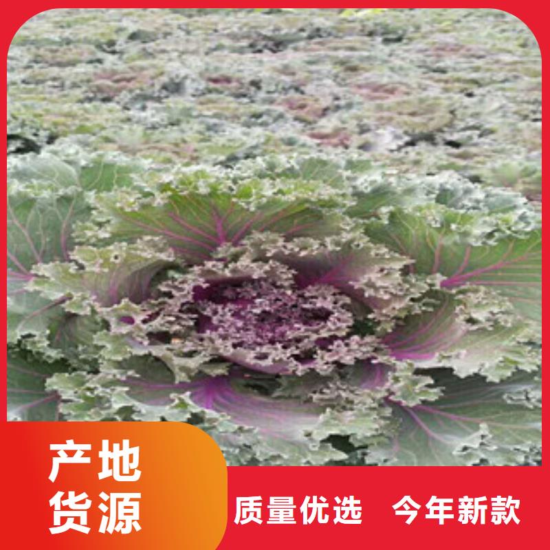 時令草花時令花卉/綠化草花價格品質(zhì)優(yōu)選