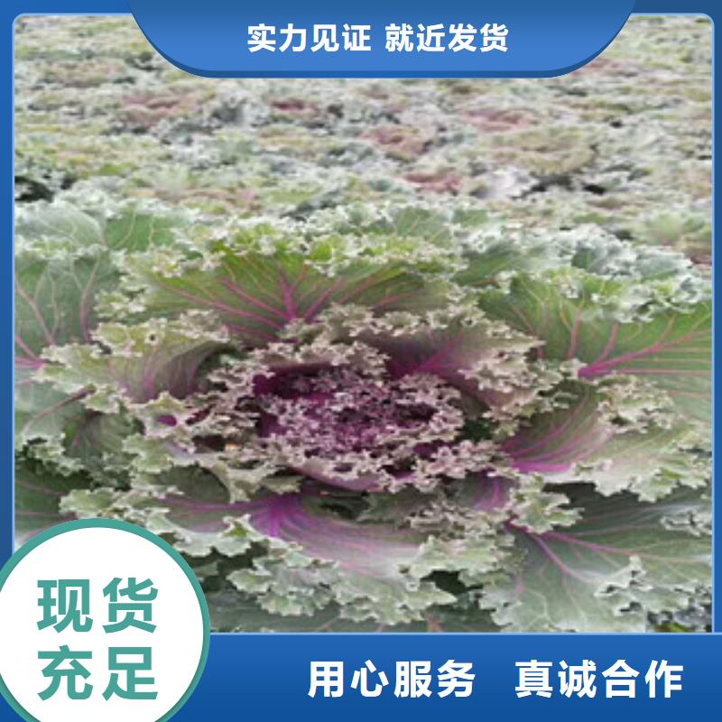 時令草花柳葉馬鞭草/薰衣草海量現(xiàn)貨直銷