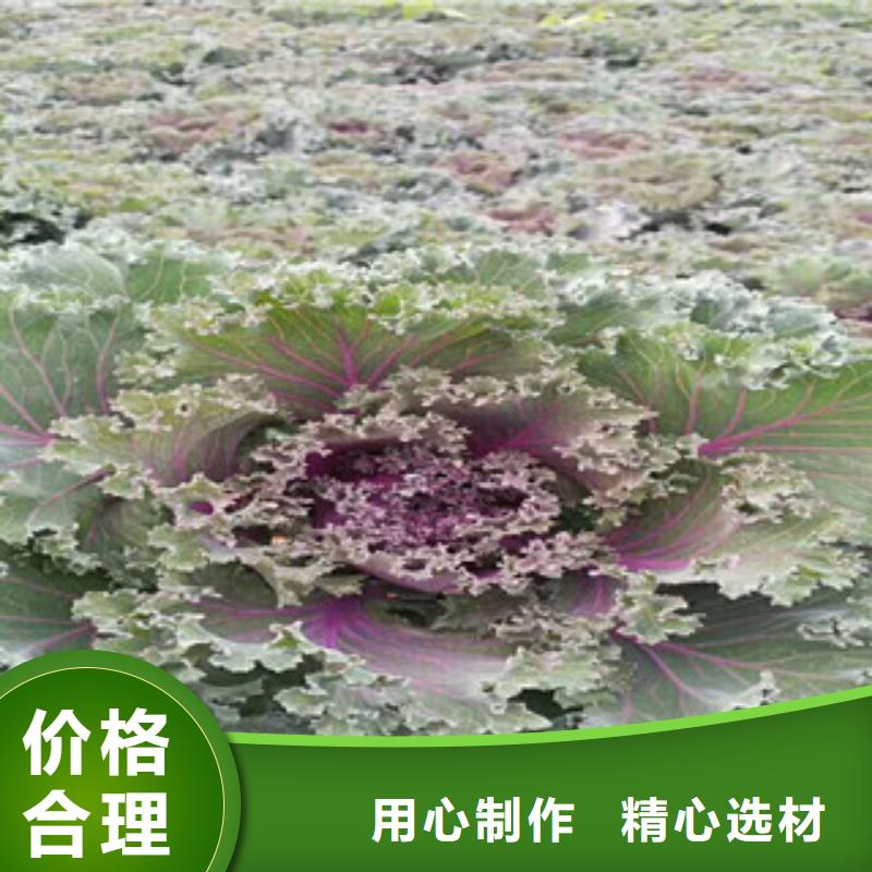 時令草花花海景觀工程支持定制批發(fā)