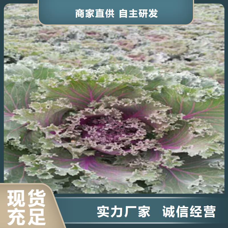 時令草花耐寒耐旱草花基地真正的源頭廠家