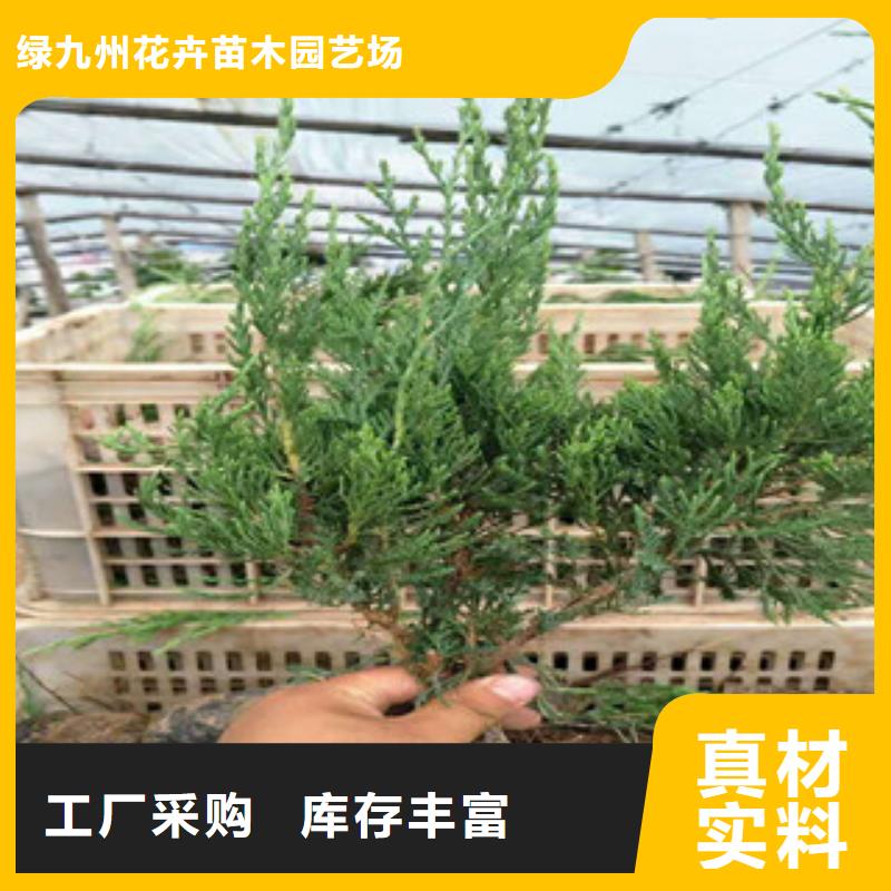 時令草花-柳葉馬鞭草/薰衣草多年行業(yè)積累