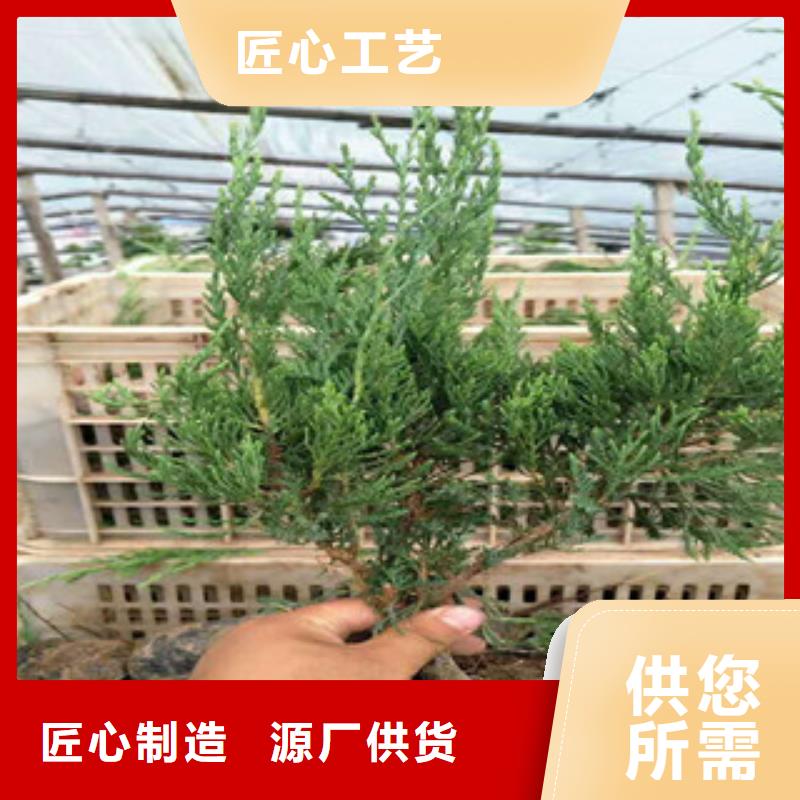 時令草花時令花卉/綠化草花價格品質(zhì)優(yōu)選
