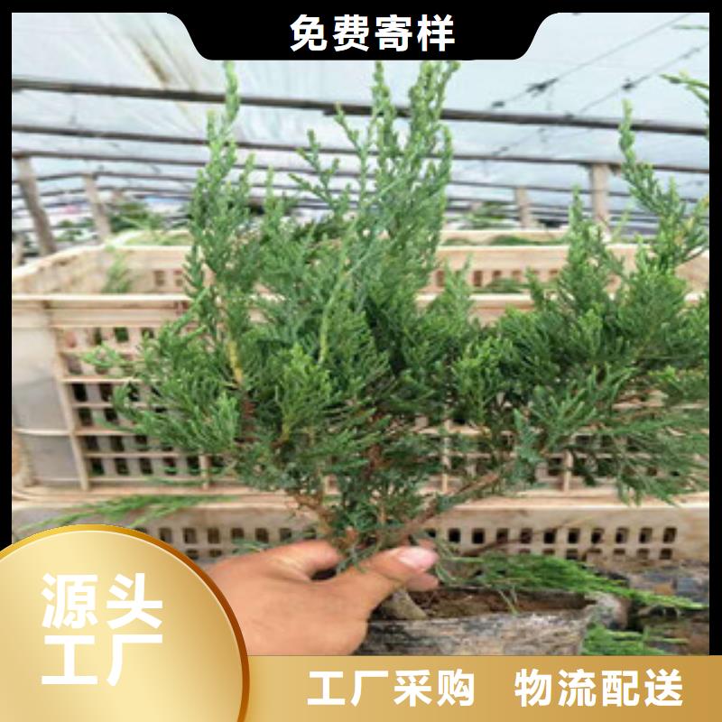 時令草花耐寒耐旱草花基地真正的源頭廠家