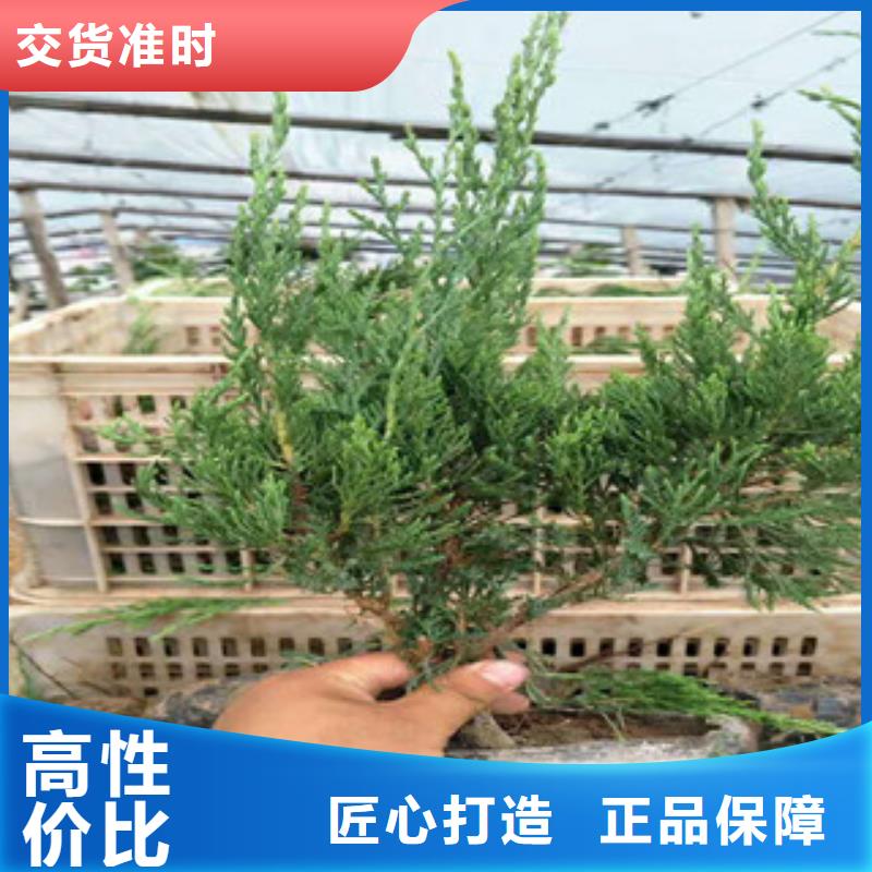時令草花花海景觀工程支持定制批發(fā)