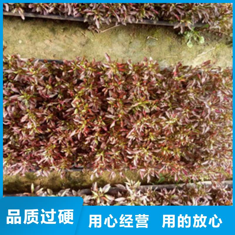 时令草花柳叶马鞭草/薰衣草服务周到