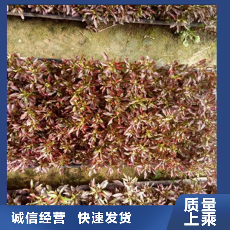 時令草花柳葉馬鞭草/薰衣草海量現(xiàn)貨直銷