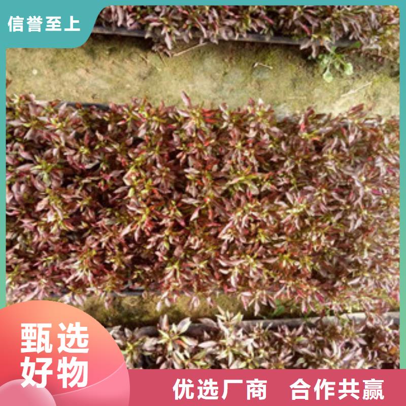 時令草花耐寒耐旱草花基地真正的源頭廠家