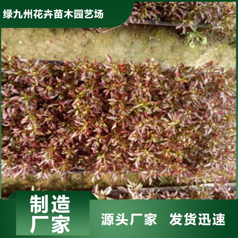 時令草花時令花卉/綠化草花價格品質(zhì)優(yōu)選