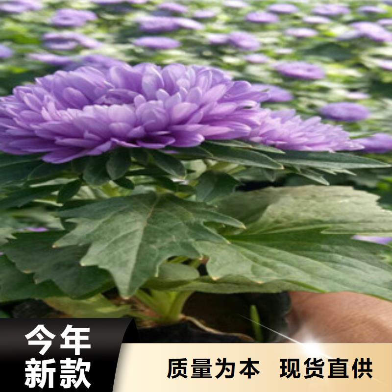 時令草花-柳葉馬鞭草/薰衣草多年行業(yè)積累