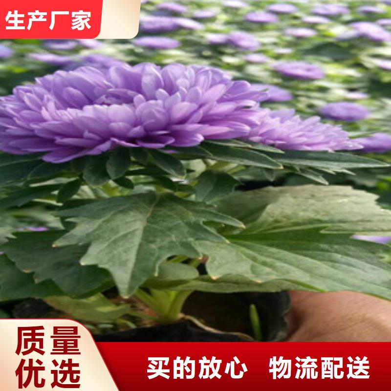時令草花花海景觀工程支持定制批發(fā)