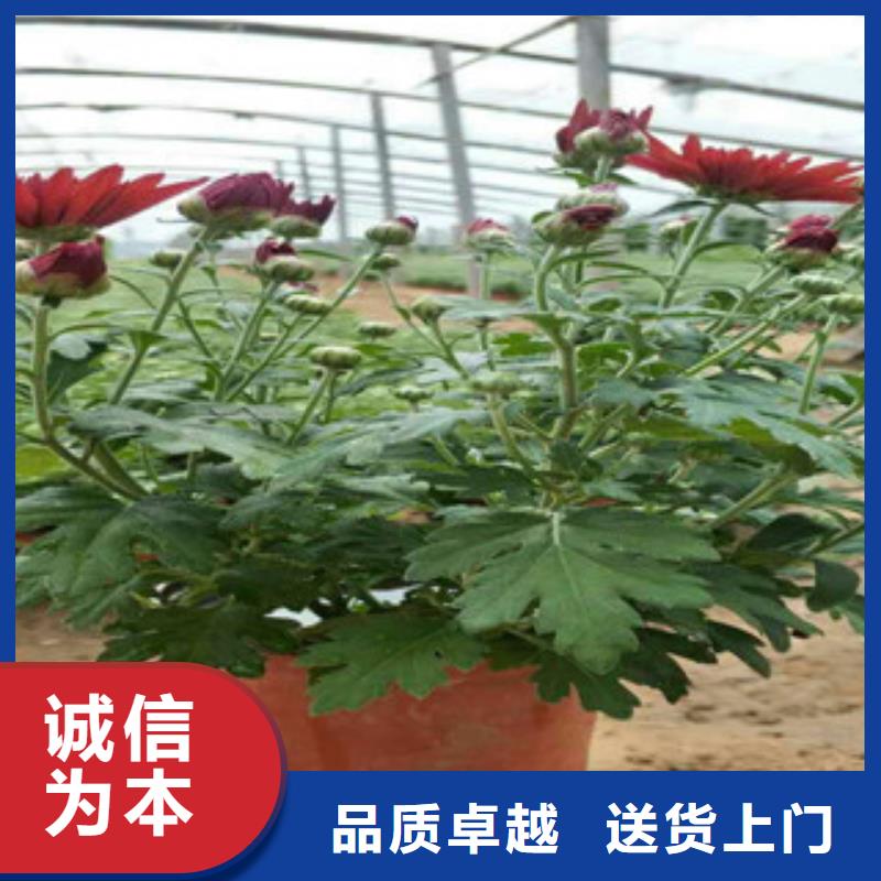 時令草花耐寒耐旱草花基地真正的源頭廠家