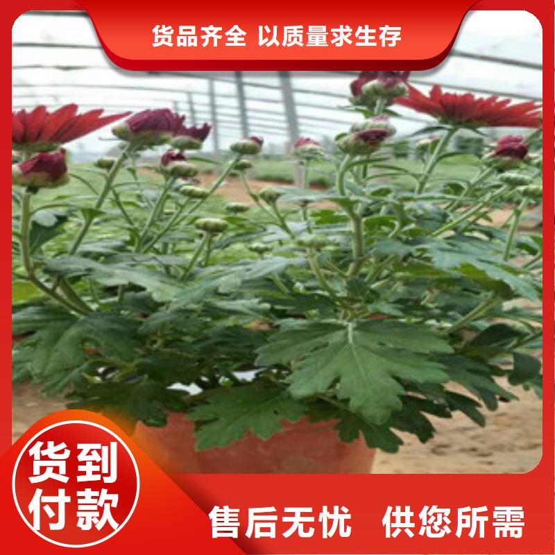 時令草花花海景觀工程支持定制批發(fā)