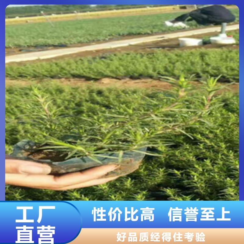 時令草花時令花卉/綠化草花價格品質(zhì)優(yōu)選