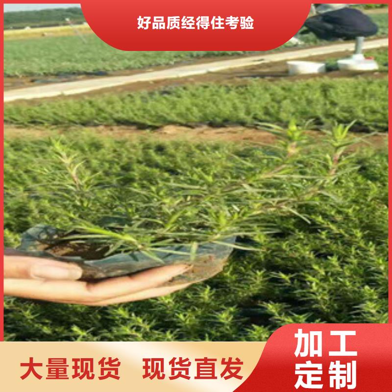 時令草花花海景觀工程支持定制批發(fā)