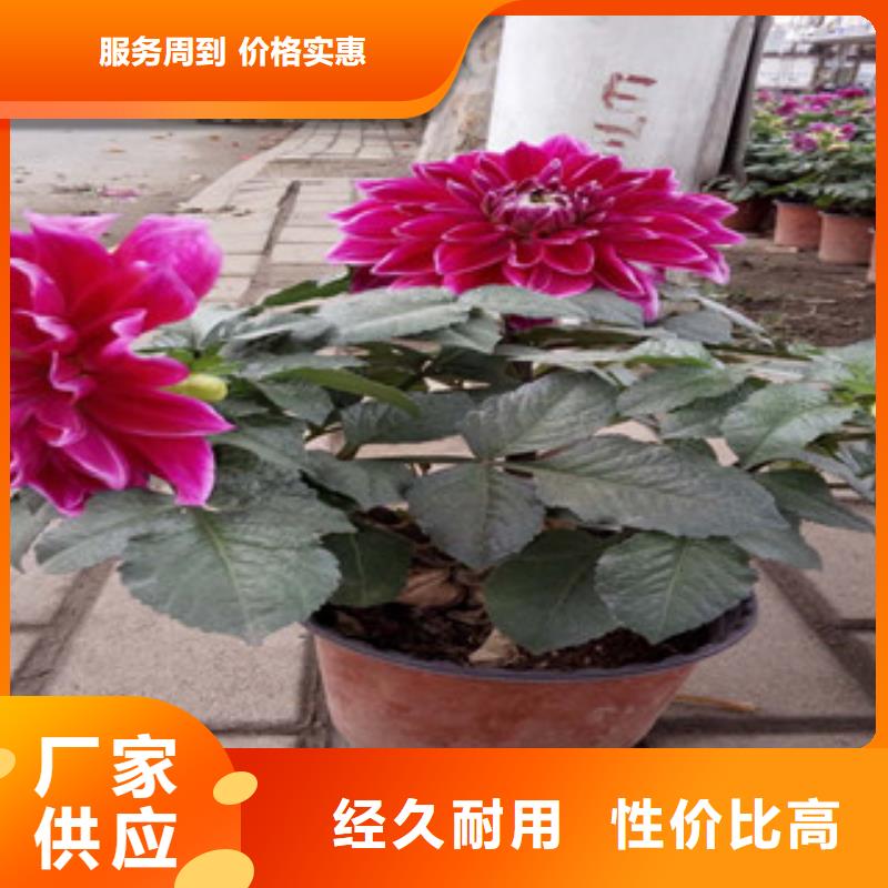 時令草花耐寒耐旱草花基地真正的源頭廠家