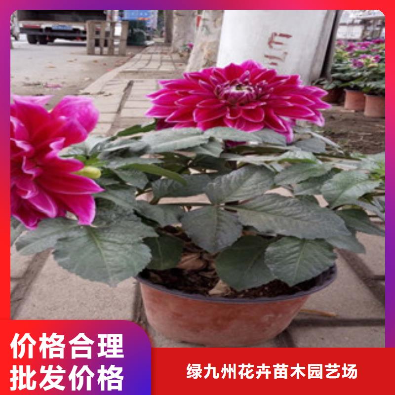 時令草花花海景觀工程支持定制批發(fā)