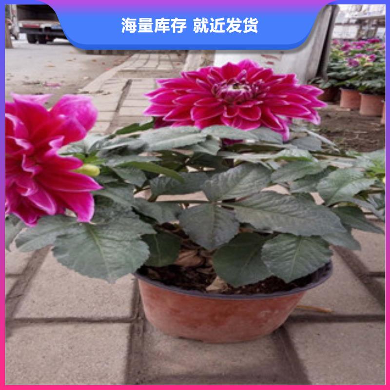 時(shí)令草花_宿根花卉基地大廠家實(shí)力看得見