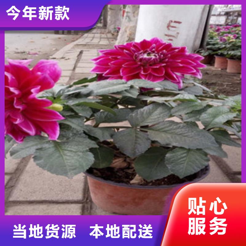 時令草花觀賞草/蒲葦狼尾草精選廠家好貨