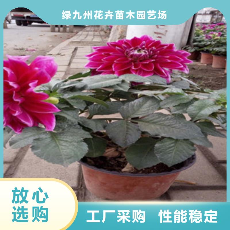 時令草花時令花卉/綠化草花價格品質(zhì)優(yōu)選