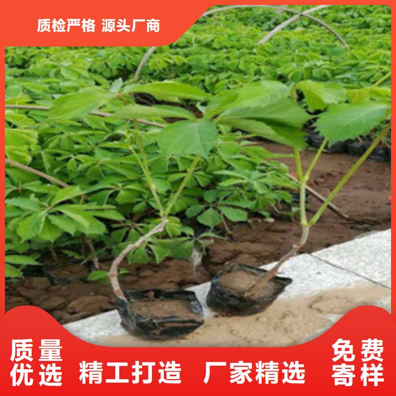 宿根花卉時(shí)令花卉/綠化草花價(jià)格品質(zhì)有保障