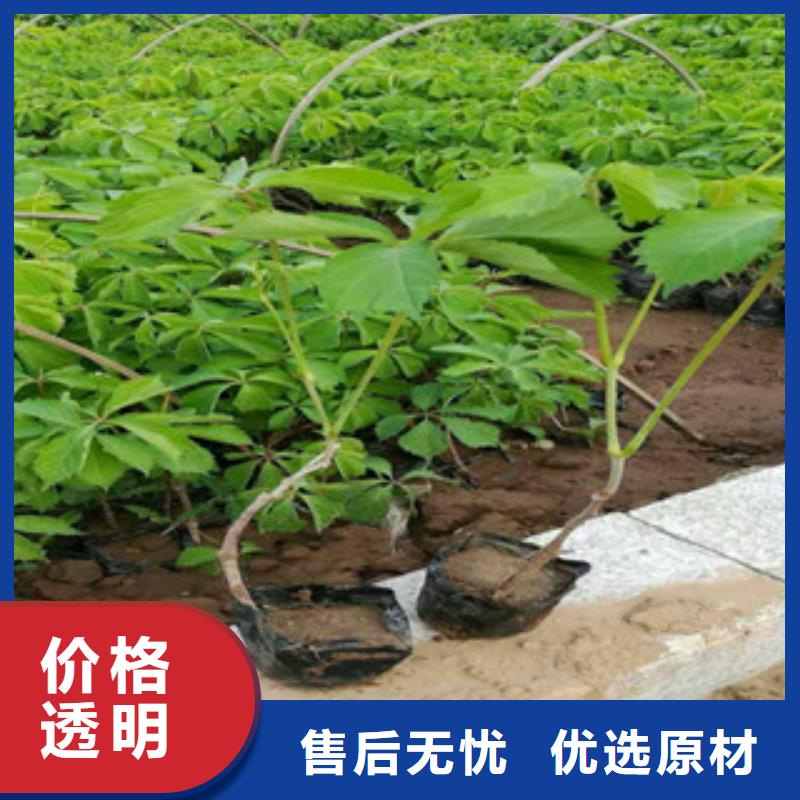 宿根花卉,時令花卉/綠化草花價格現(xiàn)貨直供