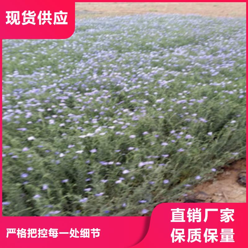 宿根花卉五一國(guó)慶草花批發(fā)無(wú)中間商廠家直銷