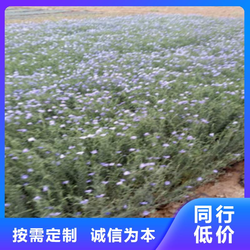 宿根花卉水生植物/荷花睡莲品质做服务