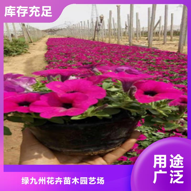 宿根花卉柳葉馬鞭草/薰衣草好產(chǎn)品好服務(wù)