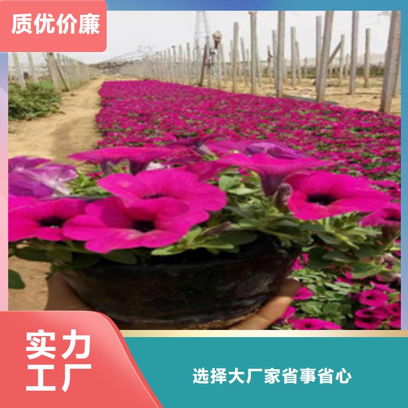 宿根花卉柳葉馬鞭草/薰衣草實力優(yōu)品