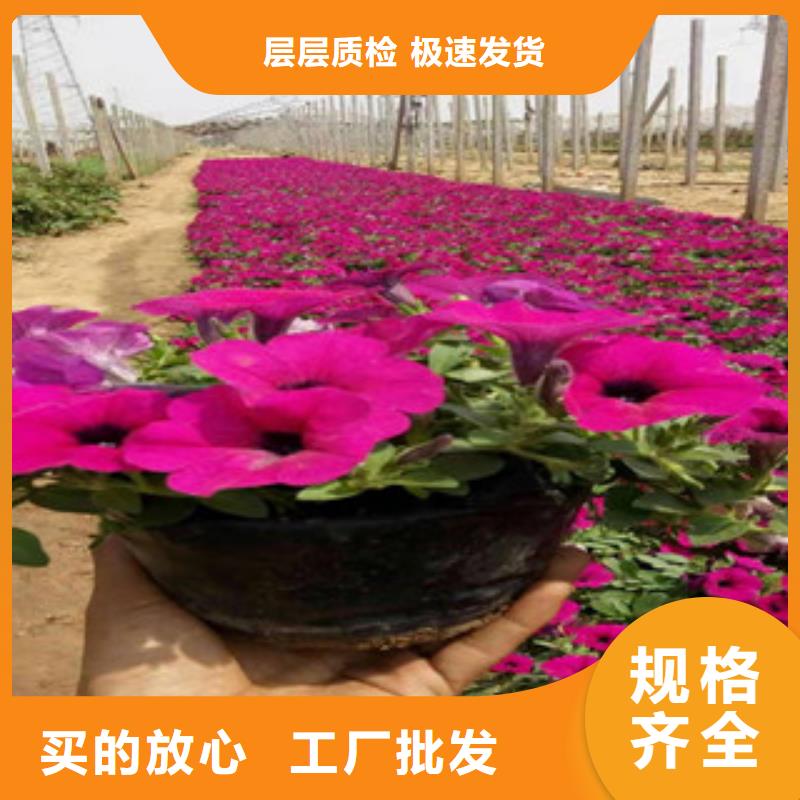 宿根花卉-水生植物/荷花睡莲行业优选