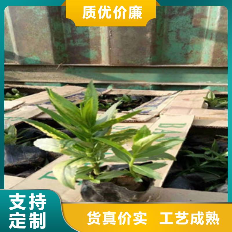 宿根花卉_水生植物/荷花睡蓮精選貨源