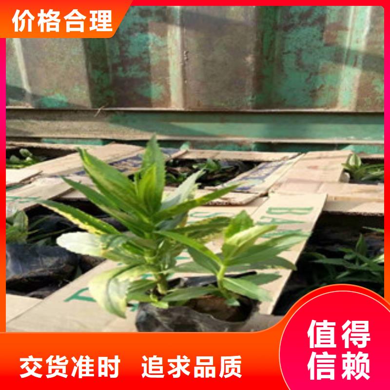宿根花卉耐寒耐旱草花基地生產(chǎn)安裝