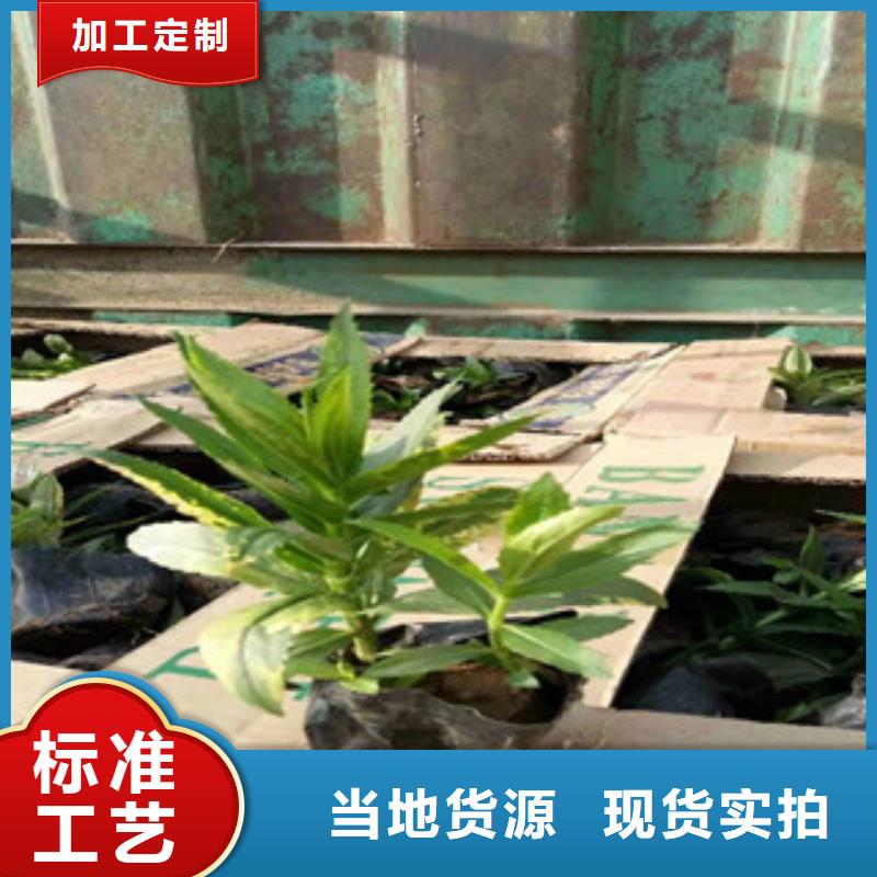 宿根花卉耐寒耐旱草花基地品质优选