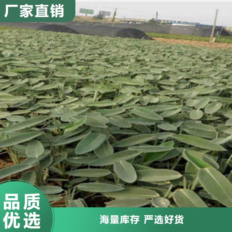 宿根花卉柳叶马鞭草/薰衣草支持非标定制
