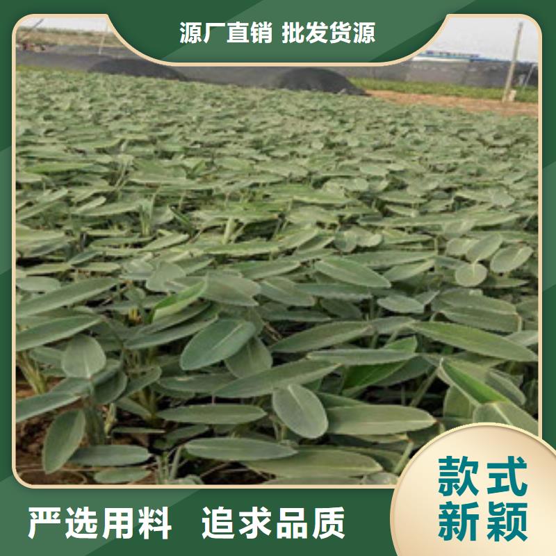 宿根花卉-時(shí)令花卉/綠化草花價(jià)格細(xì)節(jié)嚴(yán)格凸顯品質(zhì)